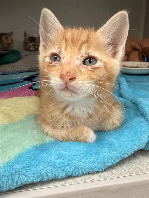 PHOENIX, a cat for adoption from Dallas Animal Services