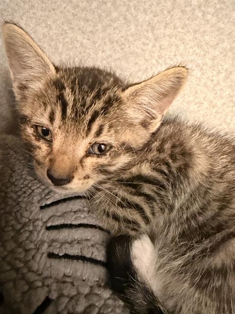 MAUI, a cat for adoption from Dallas Animal Services