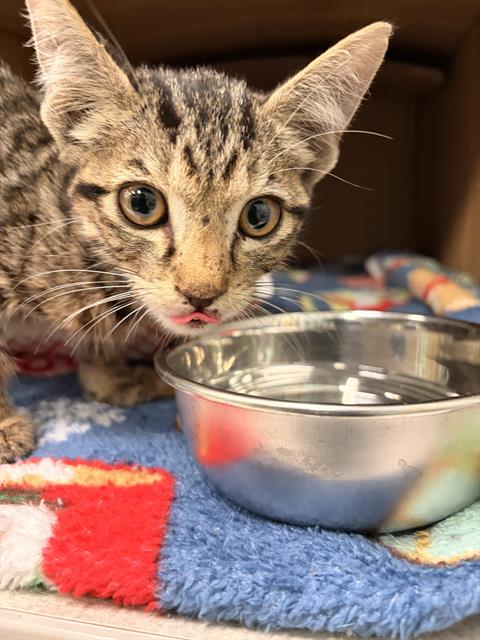 BUDDY, a cat for adoption from Dallas Animal Services