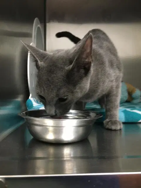 Brooke - Domestic Short Hair