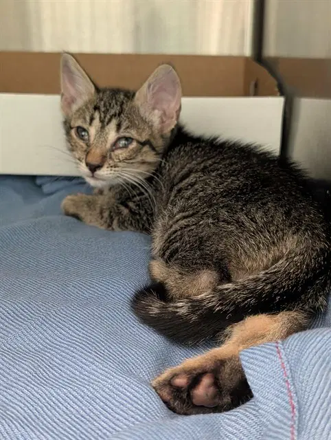 Sam - Domestic Short Hair