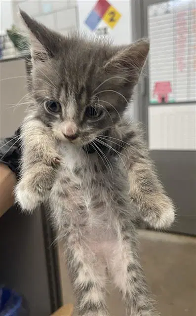 Pepper - Domestic Short Hair