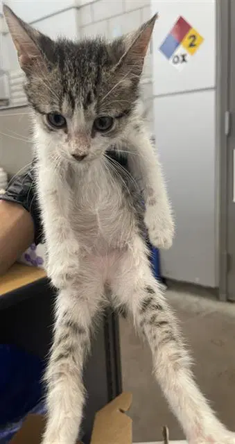 Candy - Domestic Short Hair