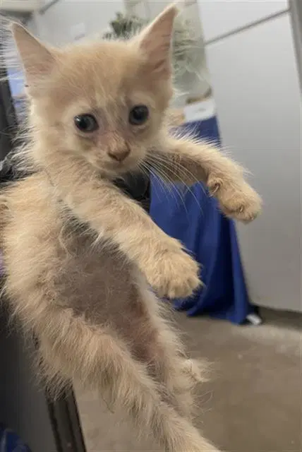 Oris - Domestic Short Hair