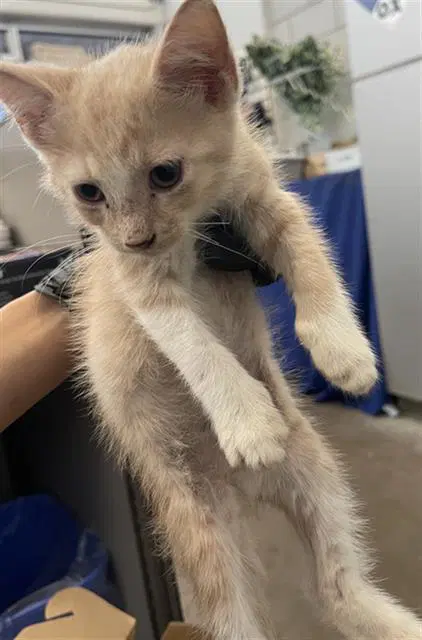 Boots - Domestic Short Hair