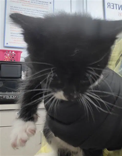 Edmund - Domestic Long Hair