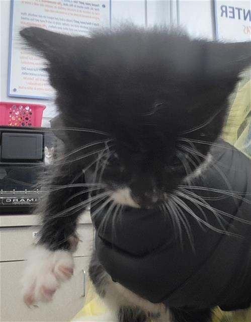 EDMUND, a cat for adoption from Dallas Animal Services