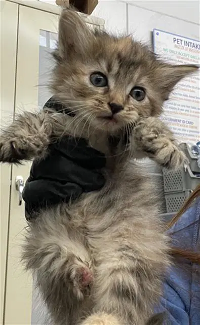 Tiff - Domestic Short Hair