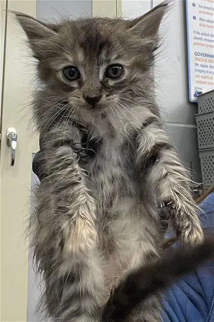 Jewel - Domestic Short Hair