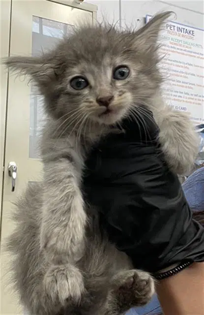 Latte - Domestic Short Hair