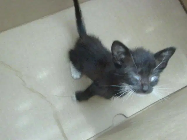 Bart - Domestic Short Hair