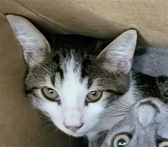 Sage - Domestic Medium Hair