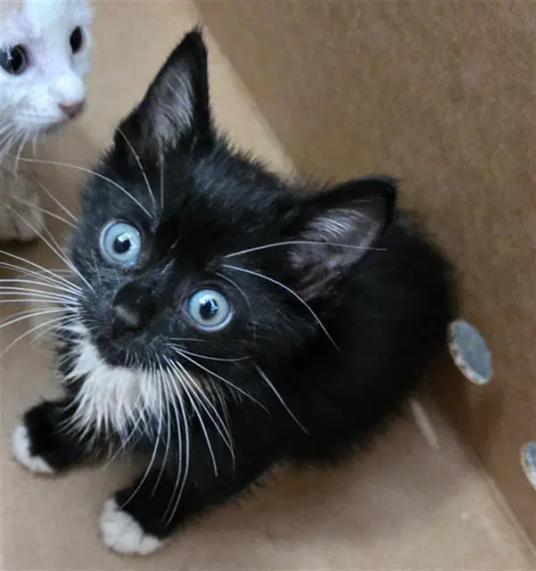 Isla - Domestic Medium Hair
