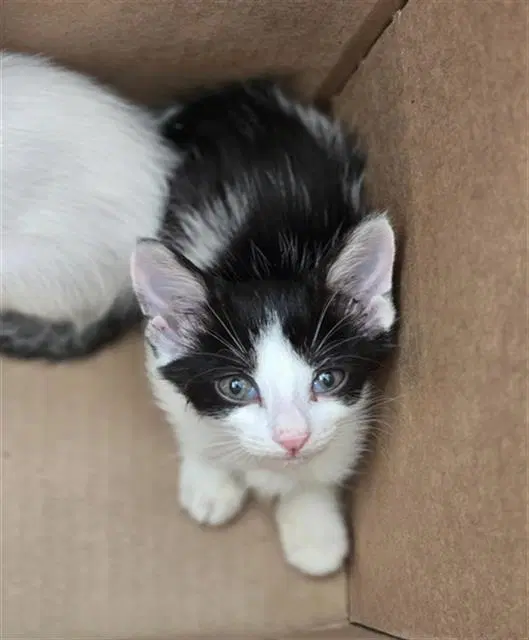 Dreamer - Domestic Short Hair