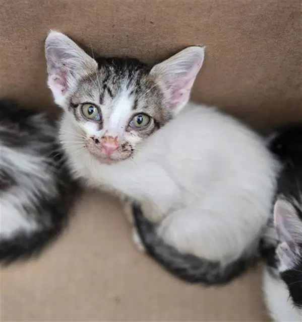 Pearl - Domestic Short Hair