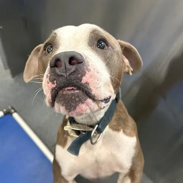 Loco - Pit Bull Terrier