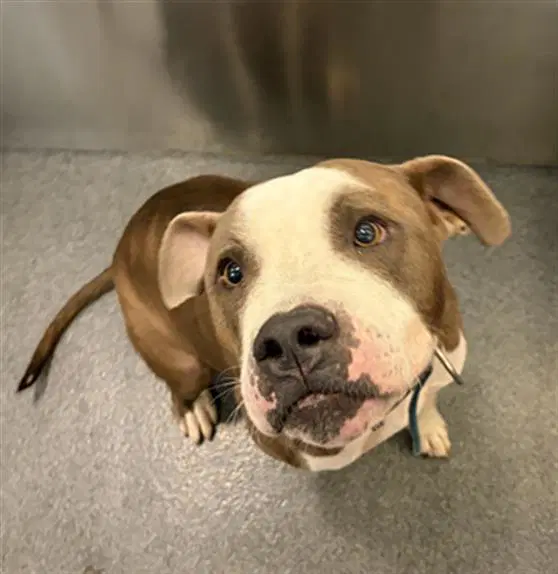 Loco - Pit Bull Terrier