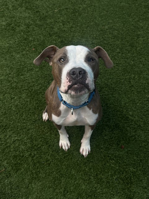 VALENTINE, a dog for adoption from Dallas Animal Services