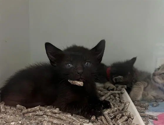 Thunder - Domestic Short Hair