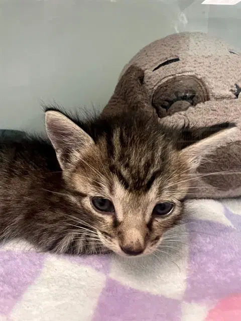 Minny - Domestic Short Hair