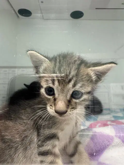Biggy - Domestic Short Hair