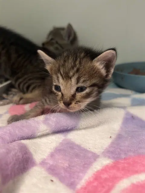 Nina - Domestic Short Hair