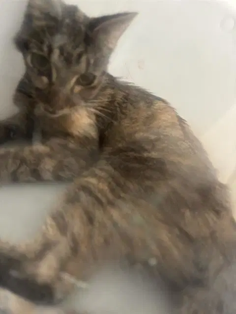 Capri - Domestic Short Hair
