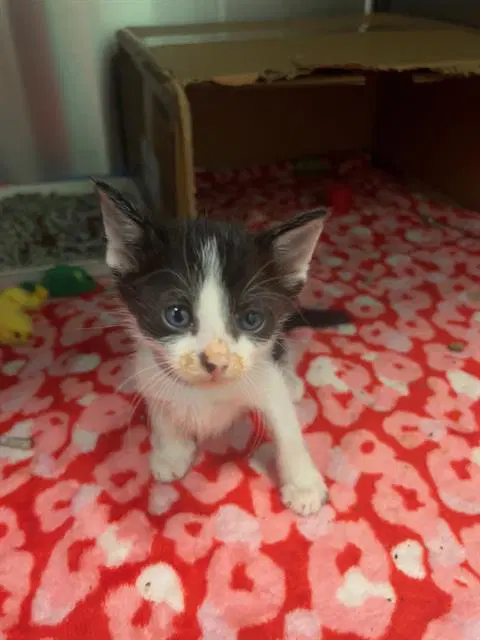 Dash - Domestic Short Hair
