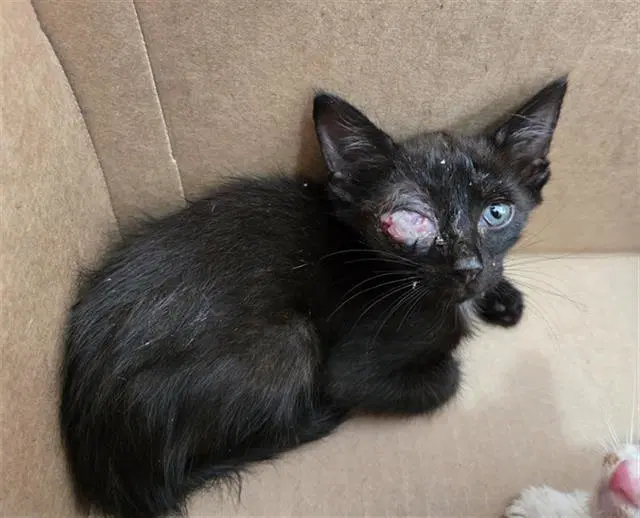 Mister - Domestic Short Hair