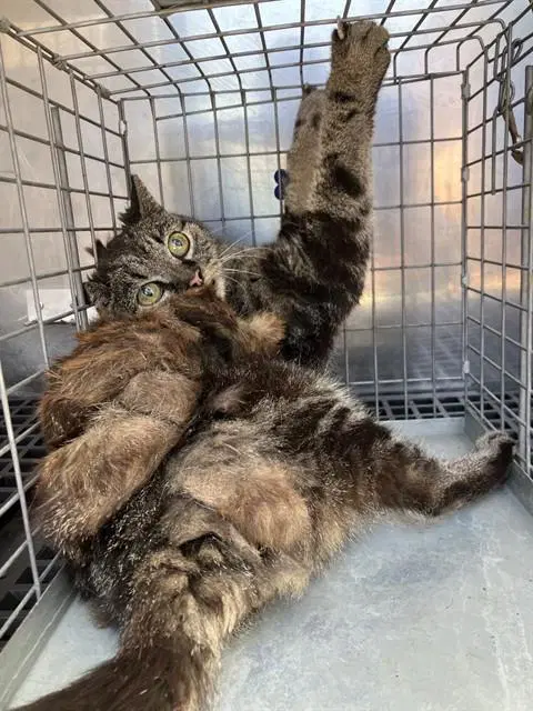 River - Domestic Short Hair