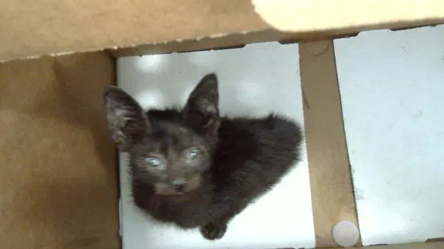 Sonny - Domestic Short Hair