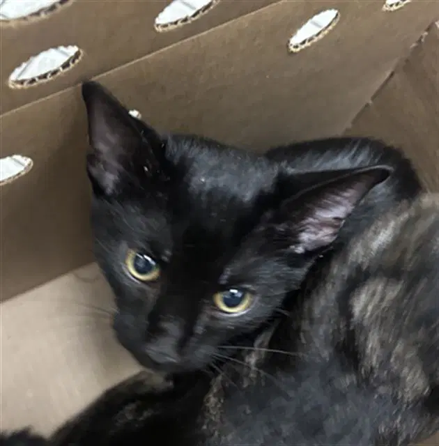 Shadow - Domestic Short Hair