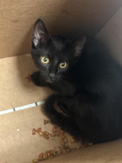 picture of the cat needing adoption