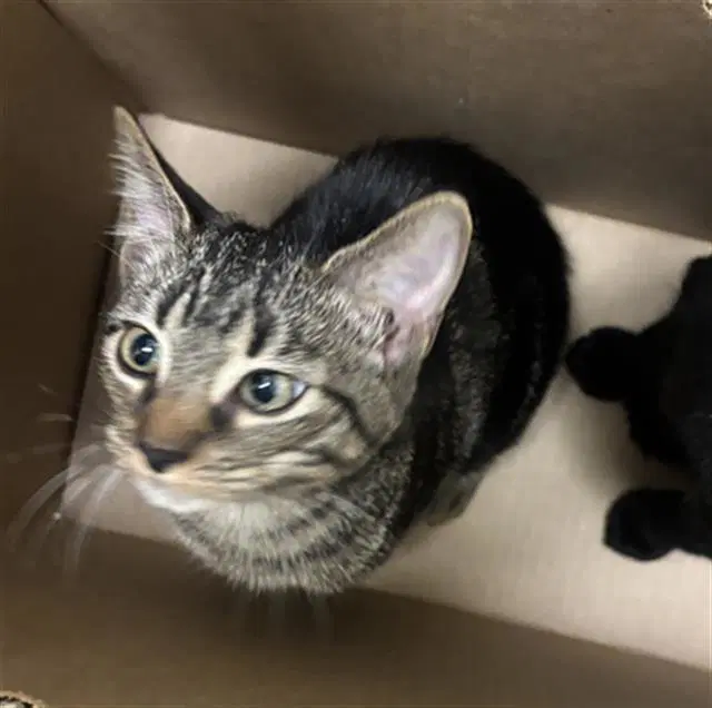 Edna - Domestic Short Hair