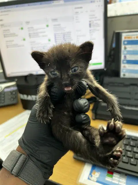 Morticia - Domestic Medium Hair