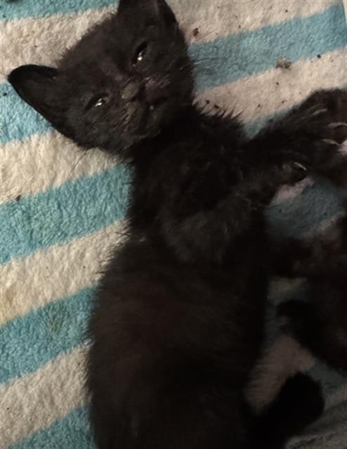 MORTICIA, a cat for adoption from Dallas Animal Services