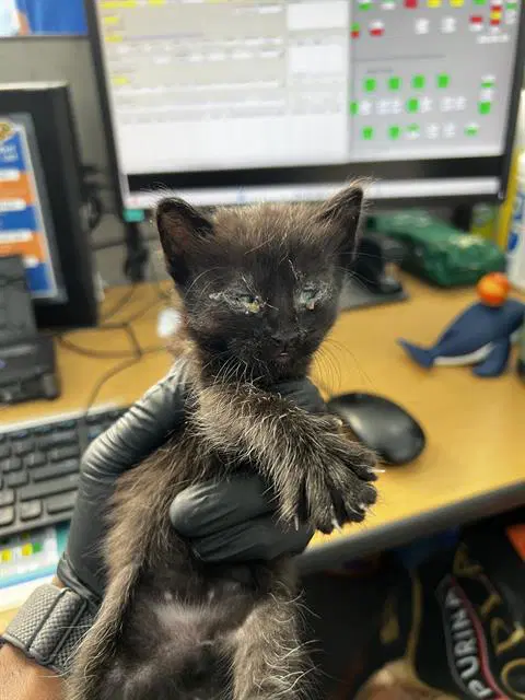 Shadow - Domestic Medium Hair