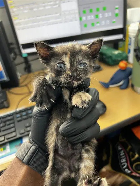 Wednesday - Domestic Medium Hair