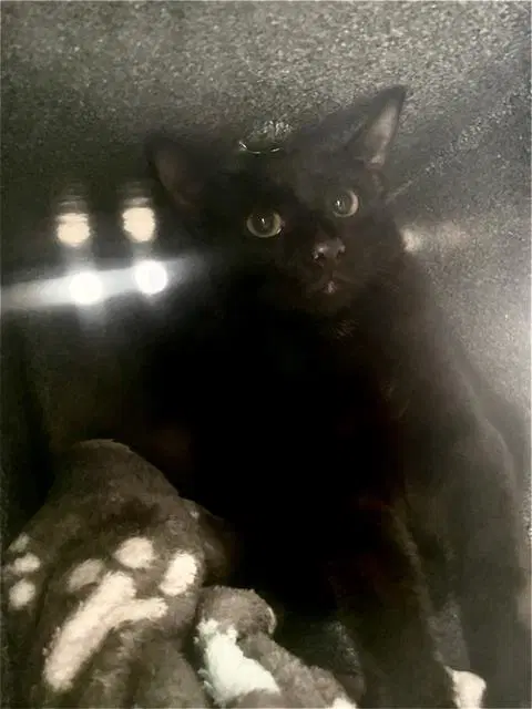 Moon - Domestic Short Hair