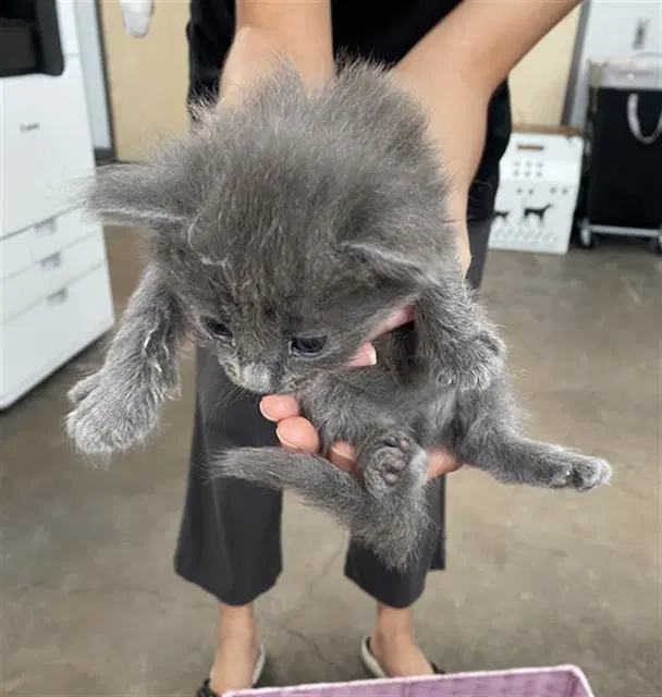 Jo Wilson - Domestic Short Hair