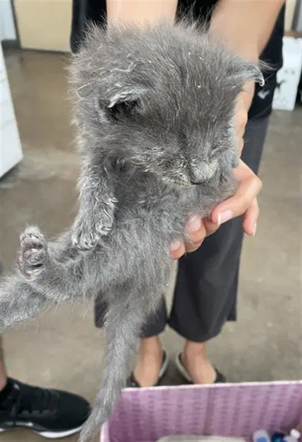 Arizona - Domestic Short Hair