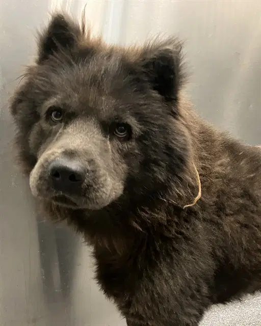 Stephen - Chow Chow