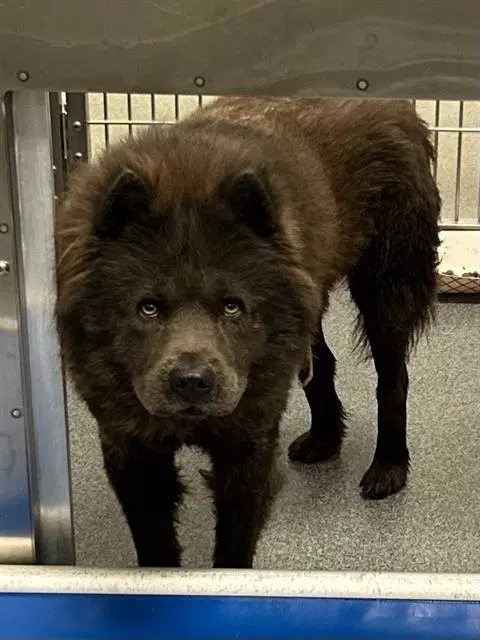 Stephen - Chow Chow