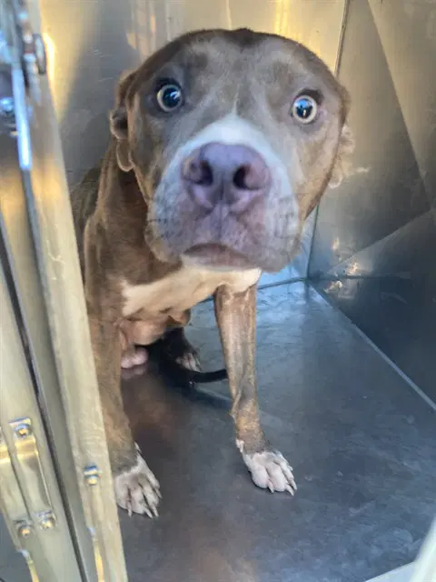 Valentino - Pit Bull Terrier