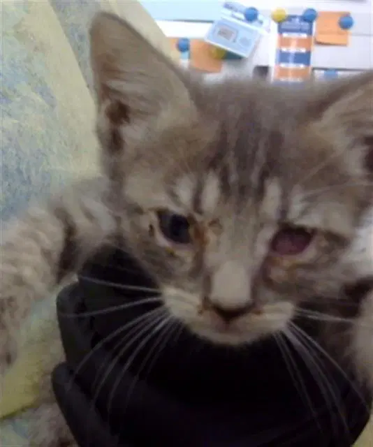 Maria - Domestic Medium Hair