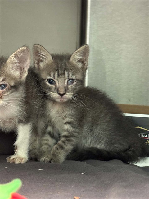 MARIA, a cat for adoption from Dallas Animal Services