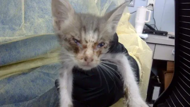 Juana - Domestic Medium Hair