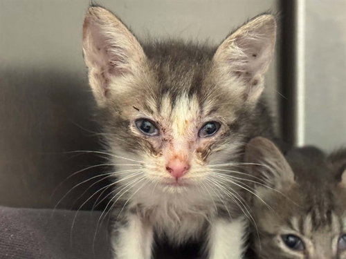 JUANA, a cat for adoption from Dallas Animal Services