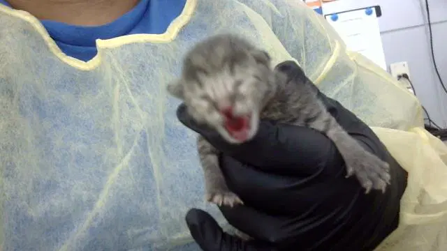 Kitten - Domestic Medium Hair