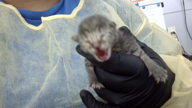 Kitten